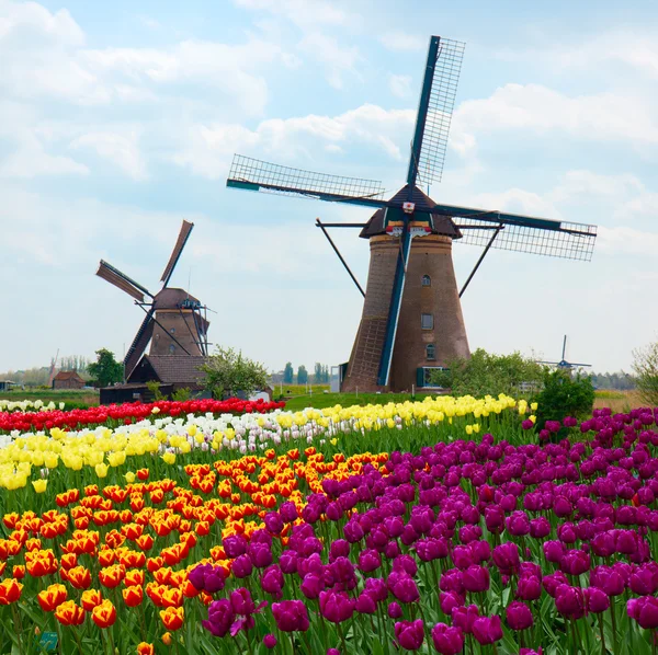 Dos molinos de viento holandés sobre el campo de tulipanes — Foto de Stock