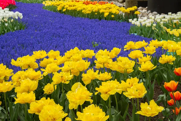 Sarı laleler ve mavi muscari Hollandalı Bahçe — Stok fotoğraf