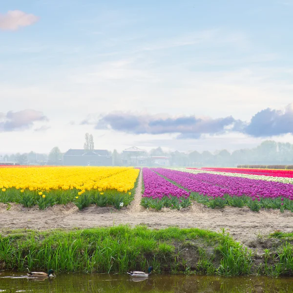 Holandská žlutá a fialová tulipánová pole za slunečného dne — Stock fotografie