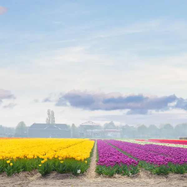 Yellow and violet tulip fields in sunny day — Stock Photo, Image