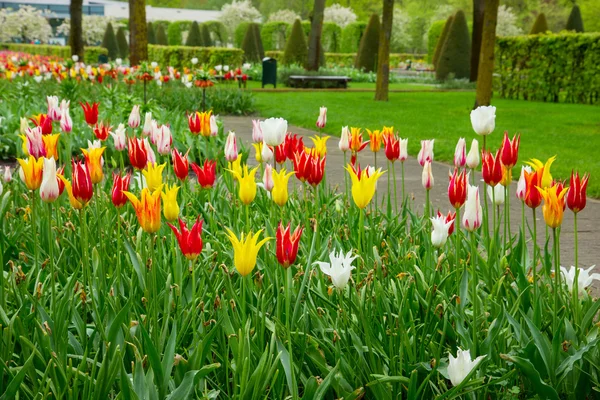Квітковий парк Кекенхоф garedns, Голландія — стокове фото