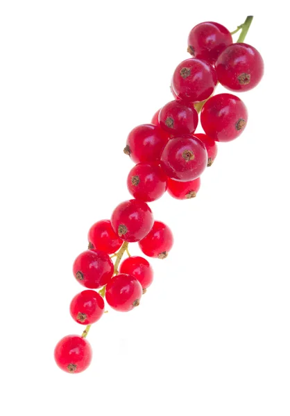 Twig of fresh red currant — Stock Photo, Image