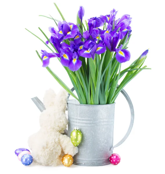 Bos van blauwe irise bloemen in gieter — Stockfoto