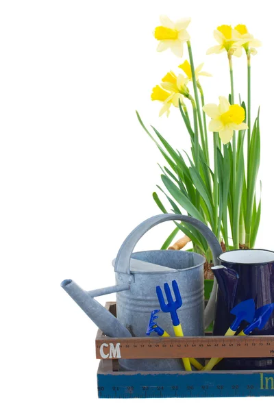 Gardening tools with daffodils — Stock Photo, Image
