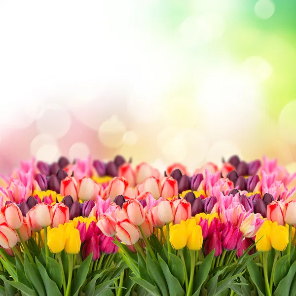 Bahar Lale colofful bokeh üzerine