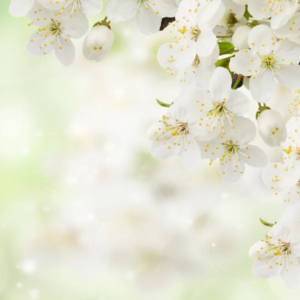 Švestkové květiny v zelené zahradě — Stock fotografie