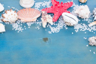 sınır os deniz yıldızı ve kabukları