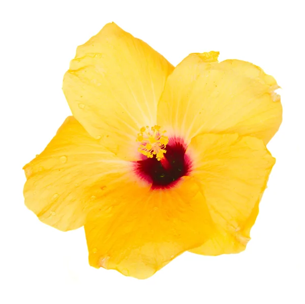 One yellow hibiscus flower — Stock Photo, Image