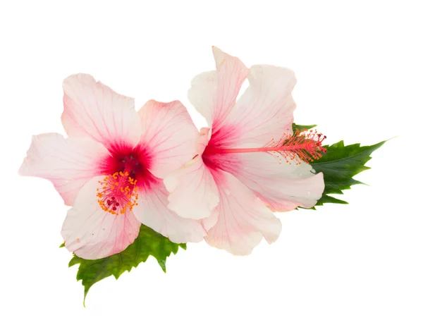 Dos flores de hibisco rosa con hojas — Foto de Stock