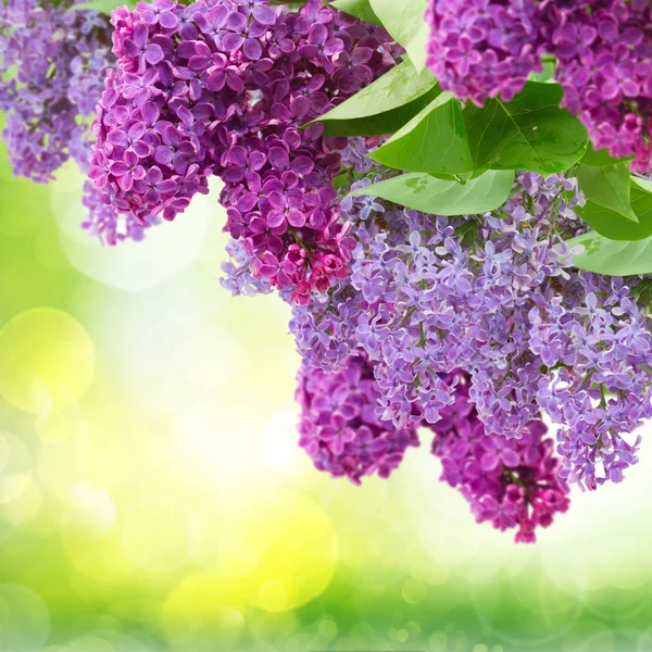 Lilac flowers tree — Stock Photo, Image