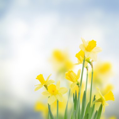 Spring daffodils in  garden clipart