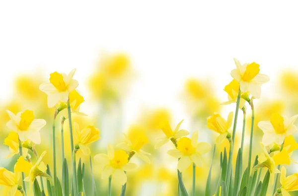 Lente groeiende narcissen — Stockfoto