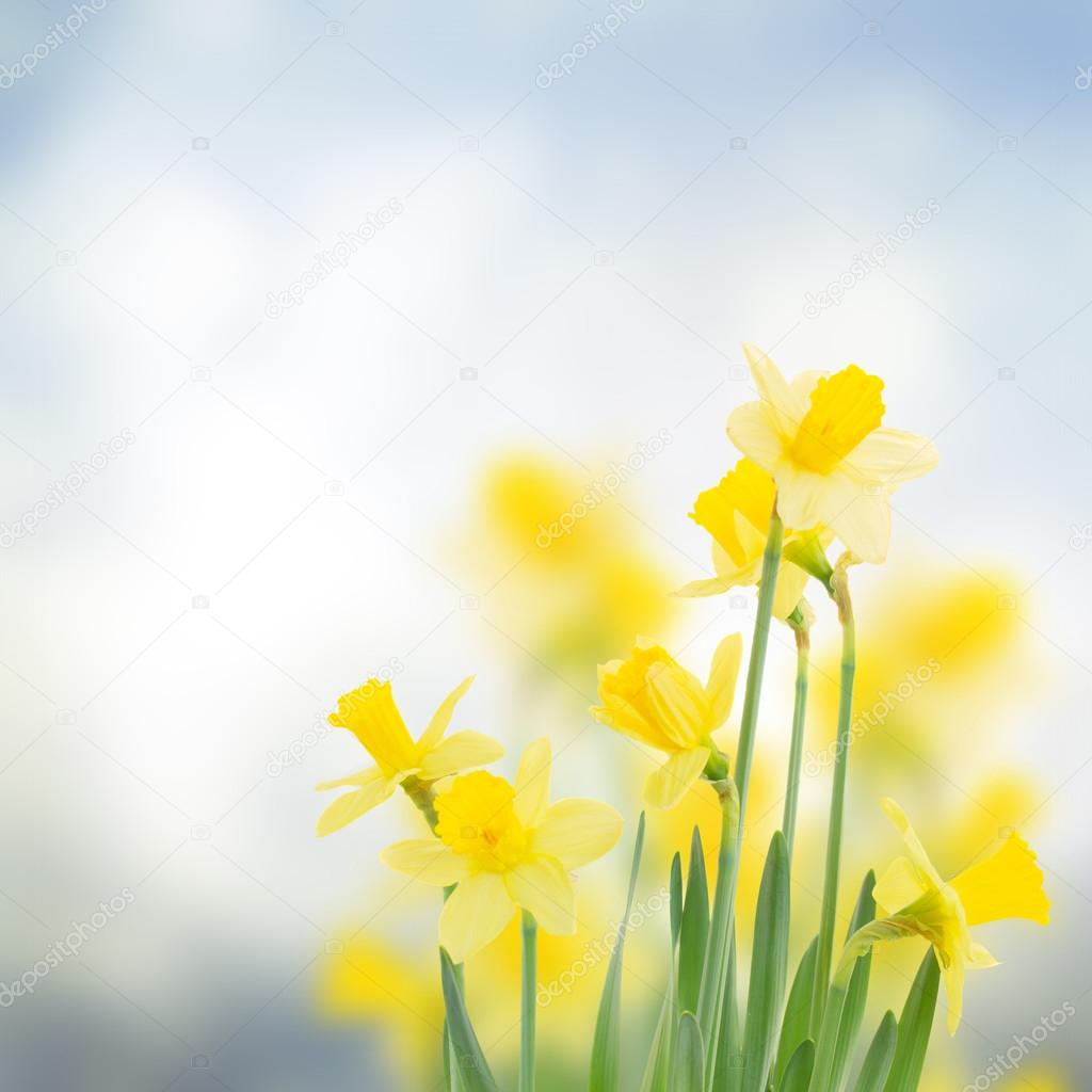 Spring daffodils in  garden