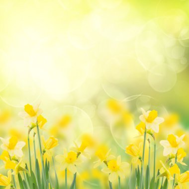 Spring growing daffodils in garden clipart
