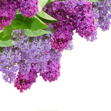 Taze leylak çiçekleri