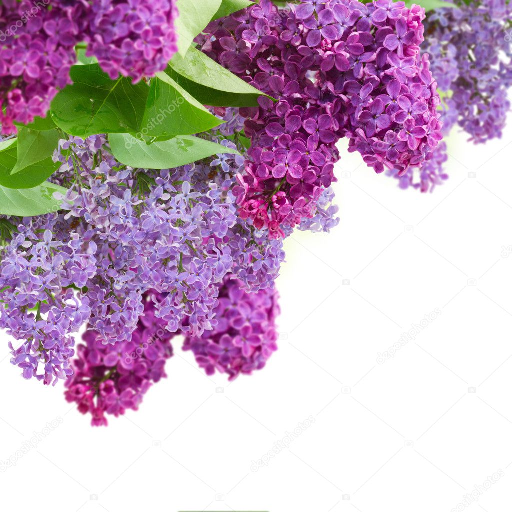 Fresh  lilac flowers