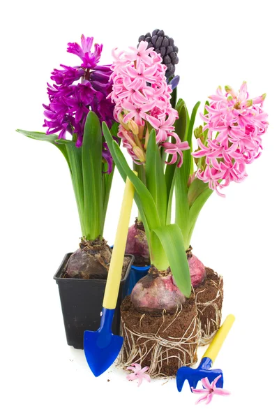 Gardening tools with hyacinth — Stock Photo, Image