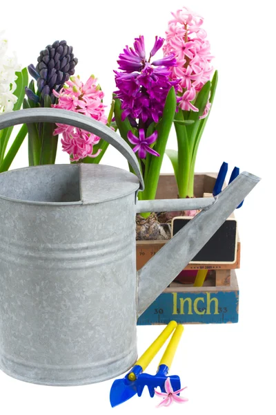 Watering can with hyacinth — Stock Photo, Image