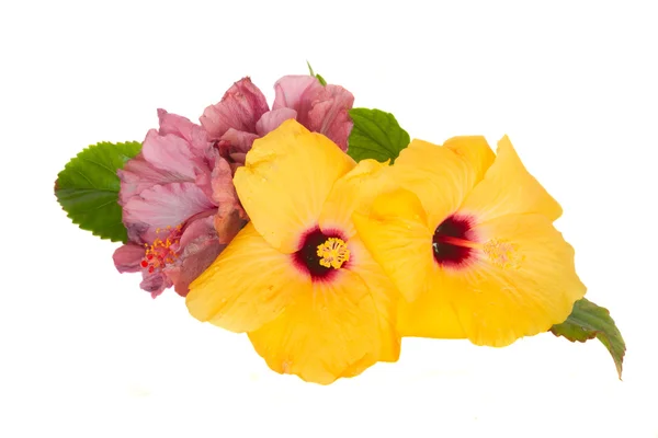Violet  and yellow hibiscus flowers — Stock Photo, Image