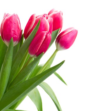 Pembe Lale buketi yakın çekim