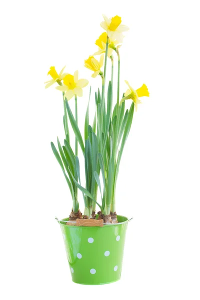Pot with spring growing daffodils — Stock Photo, Image