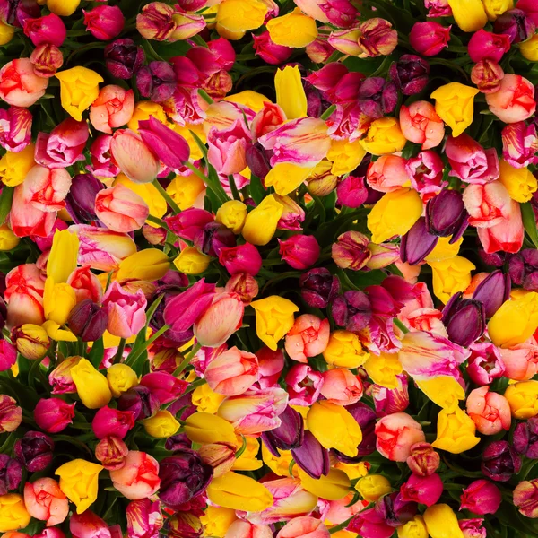 Ramo de tulipanes de primavera fondo —  Fotos de Stock