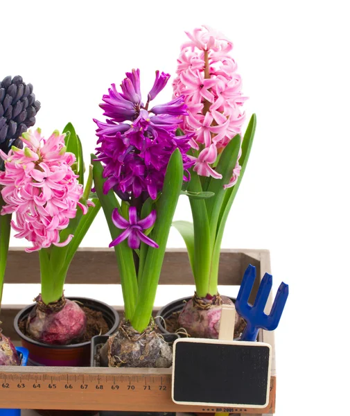 Hyacinth flowers close up — Stock Photo, Image