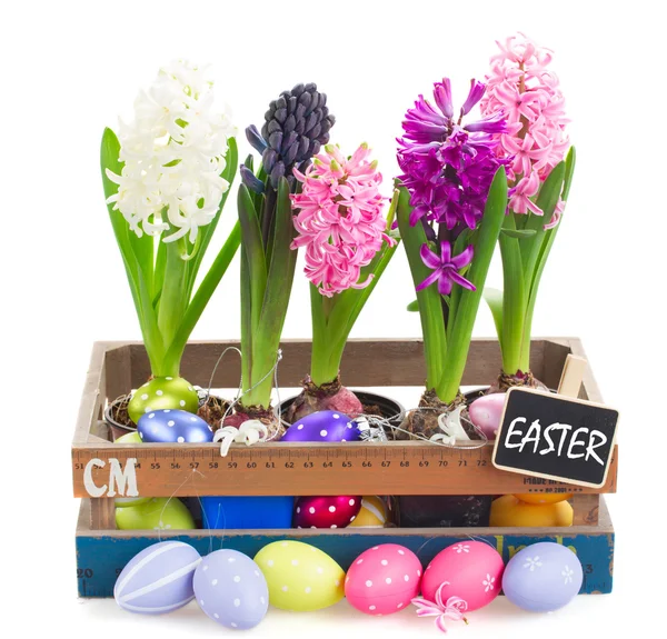 Colorful hyacinth flowers with eggs — Stock Photo, Image