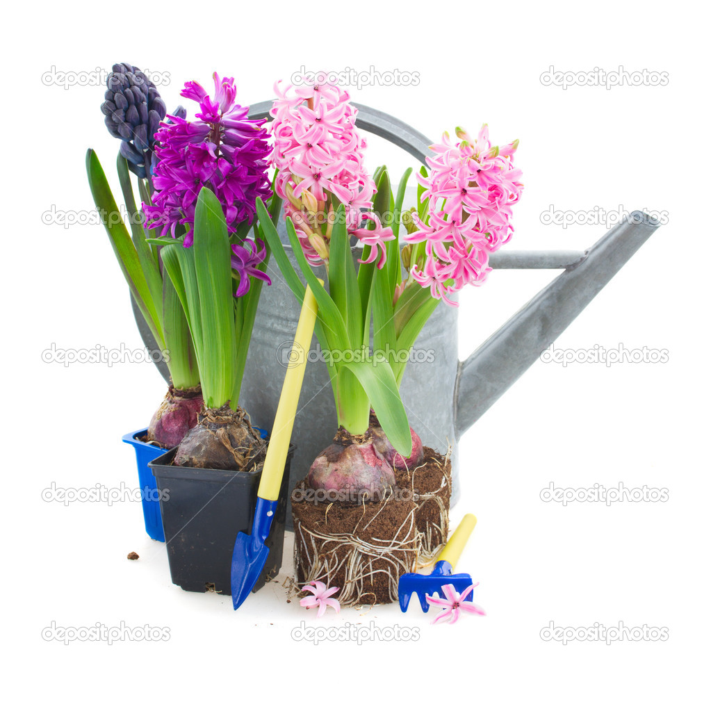 Hyacinth flowers with gardening tools