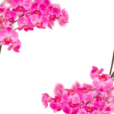 Orchideas çerçeve