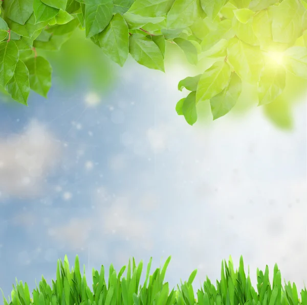 Grönt gräs och löv på solig dag — Stockfoto
