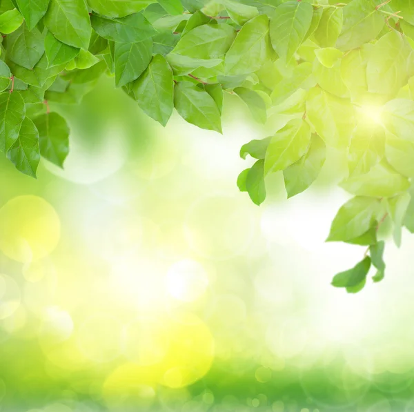 Зелене листя в сонячний день — стокове фото