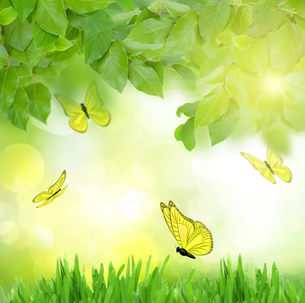 나비와 함께 녹색 정원 — 스톡 사진