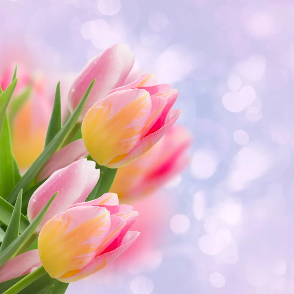 Tulipani rosa su blu — Foto Stock