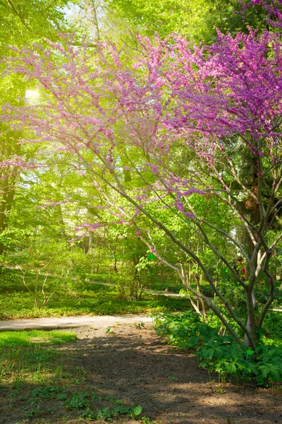 Våren i japanska trädgården — Stockfoto
