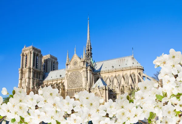 Notre Dame Cathedral, Parijs, Frankrijk — Stockfoto