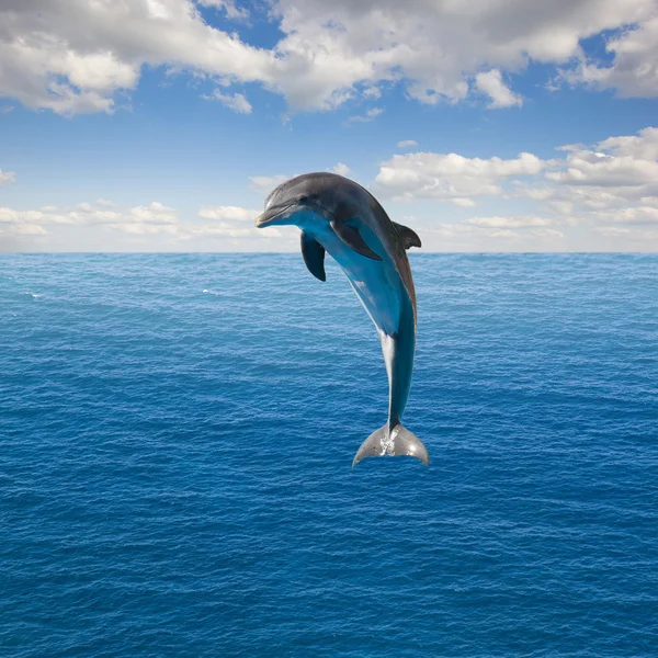Jednej skoki delfinów — Zdjęcie stockowe