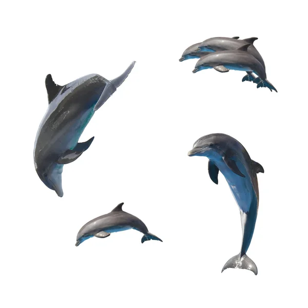 Saltando delfines en blanco — Foto de Stock