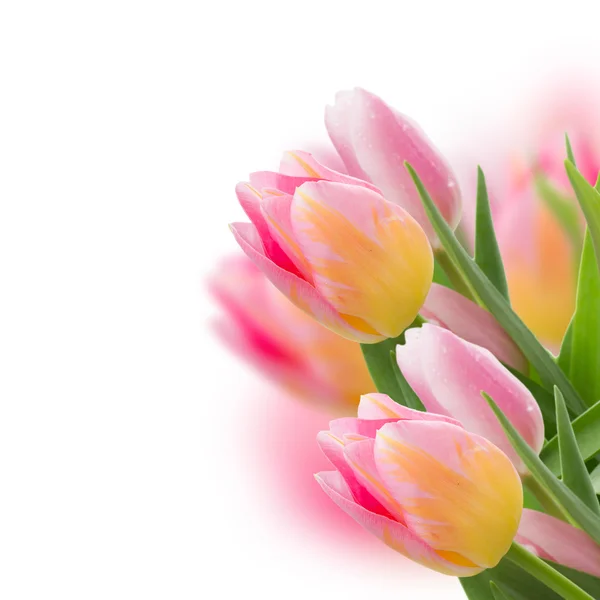 Tulipes roses sur blanc — Photo