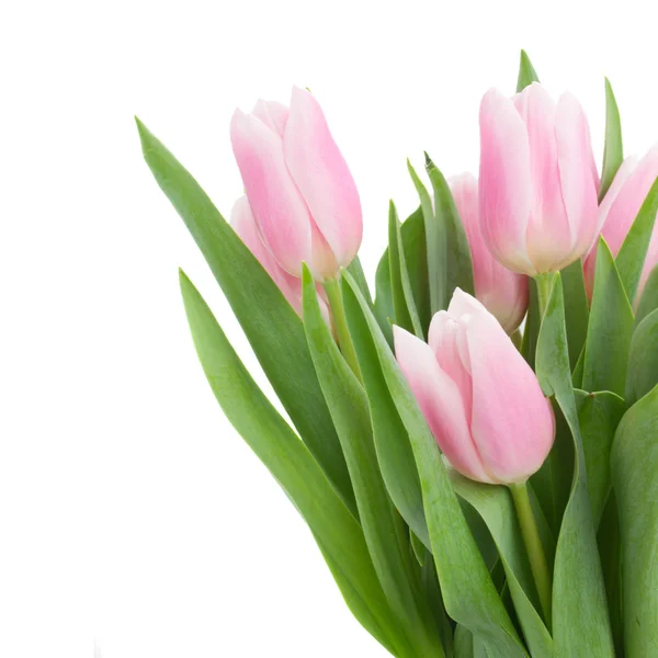 Pink   tulips close up — Stock Photo, Image