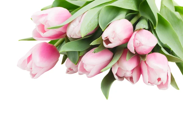 Pink   tulips — Stock Photo, Image