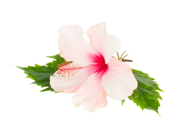 Single pink hibiscus flower with leaves — Stock Photo, Image