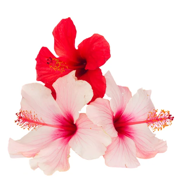 Kırmızı ve pembe hibiscus çiçek grup — Stok fotoğraf