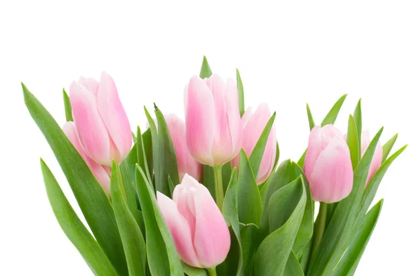 Tulipes roses posy close up — Photo