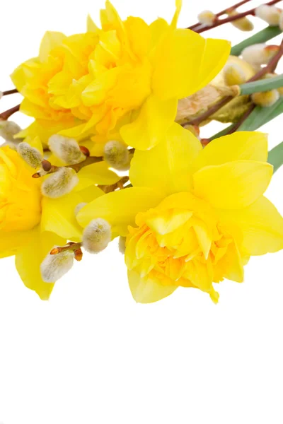 Buquê de narcisos com catkins de perto — Fotografia de Stock