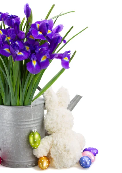 Bunch of blue irise flowers in watering can — Stock Photo, Image