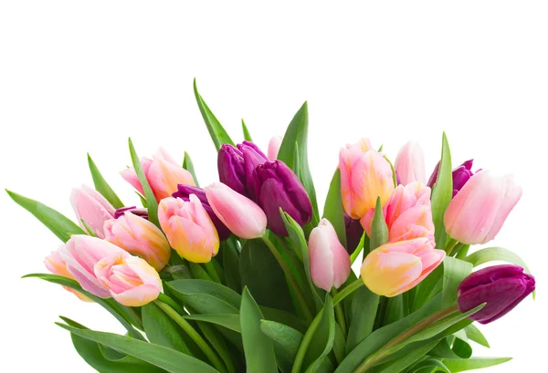 Bund rosa und violette Tulpen — Stockfoto