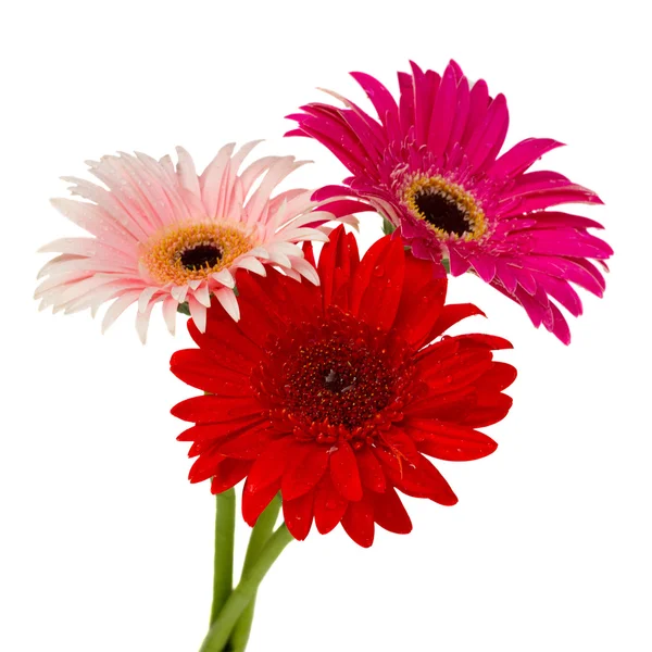 Kytička květiny gerbera — Stock fotografie