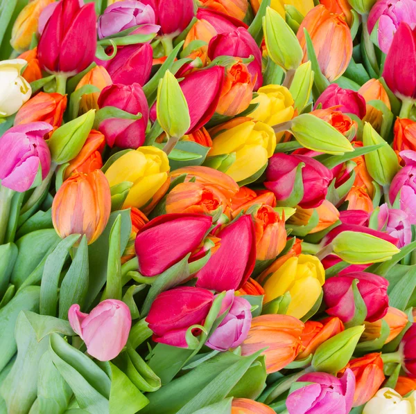 Tło tulipany wiosna — Stockfoto