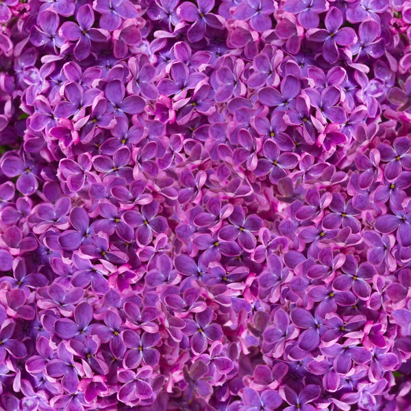 Lylac flores fundo — Fotografia de Stock